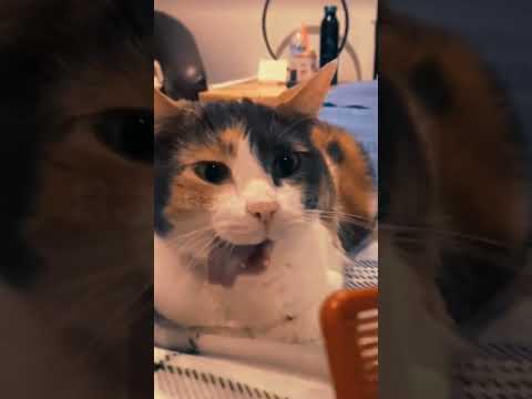 "Cat's disgusted reaction to comb sound! #funny #cuteanimals #pets