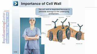 Rapid Learning: Bacteria Prokaryotes Fungi - What are Prokaryotes?