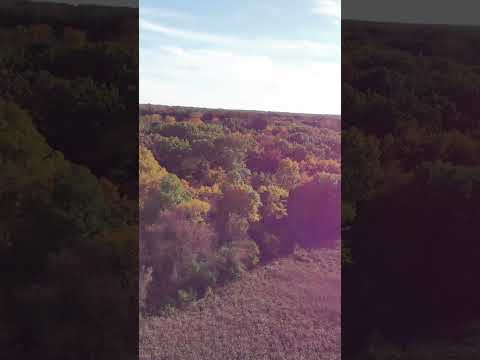 Autumn leaves turning in Lake County, Illinois. October 22, 2023