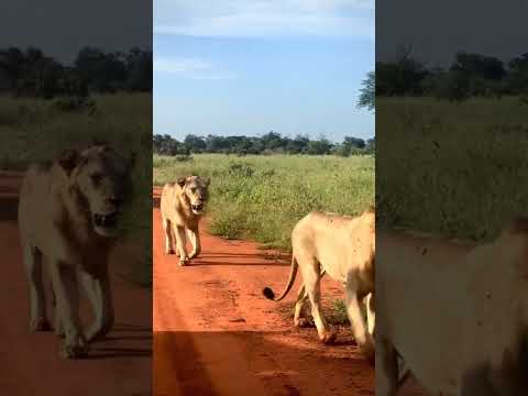 #lion #wildanimals #music