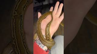 Cant wait to see her with some size on her! #snake #reptiles #python #animals #retic #exoticpets