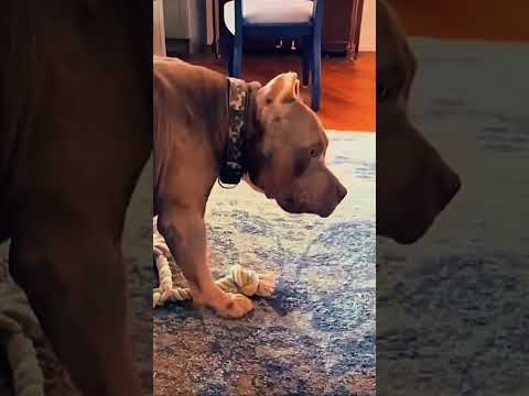 Puppy bites wrong spot,😂🐶"#PuppyLove #DoggyLife #FunnyDogs #PuppyBites #DadVsPuppy #DogMoments