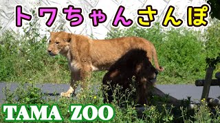 トワちゃんさんぽ　多摩動物公園ライオン園ドキュメンタリー