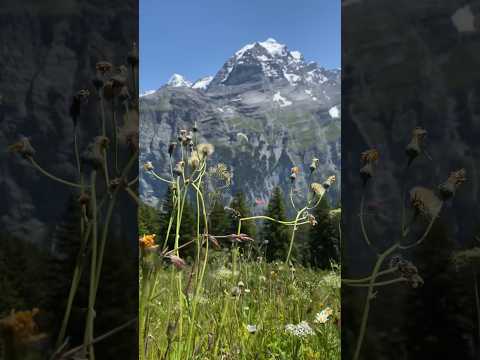 A gorgeous #hike near #lauterbrunnen in #switzerland 🇨🇭 #travel #nature #landscape #hiking