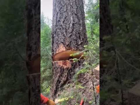 поймут только фанаты The forest #лайк #мем #подпишись #лайк #theforest #gaming #theforest #подписка