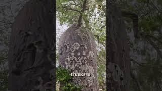 The Baobab Tree in Tanzania!!!