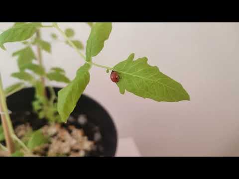 Ladybug flies from leaf [4K]