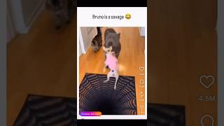 Whelp…we know how he feels about her 😂😂 #reaction #comedy #itsjustajoke #funnyvideos #viral