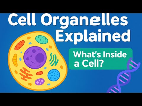 Cell Organelles Explained | What’s Inside a Cell?”