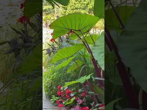 Escape to Natures Paradise Longwood Gardens a Haven for Nature Lovers