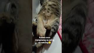 #cat#pet#shortvideocontent