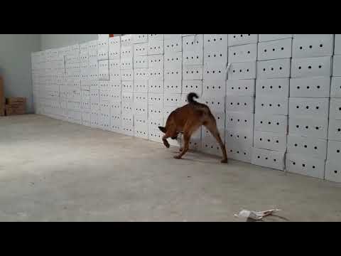 Rita: Explosives Detection Dog