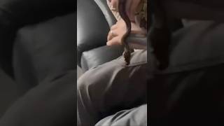 ball python #snake #ballpython #royalpythons #reptiles