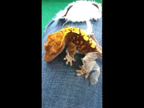 Crested Gecko shedding 3