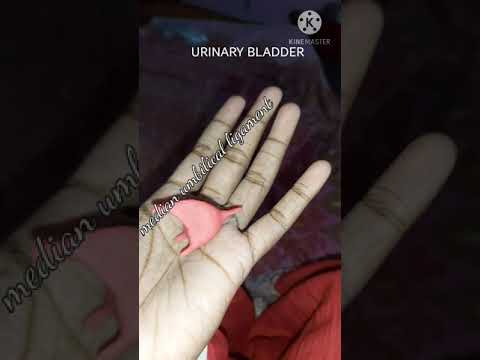 parts of URINARY BLADDER| clay model|