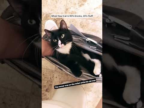 Funny cat#cat #kitty #petlover #pet #fypシ゚viral #funny #fyp #catlover #cats #fouryou