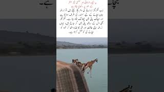 Giraffe Jumps into Water to Escape Hyenas Shocking Wildlife Scene. #nature #naturefacts #fy #shorts