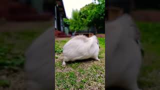#shorts Privacy Please #guineapigs