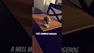Old vid, but I miss my hedgie🥺 #hedgehog #pethedgehog #cuteanimals #pets