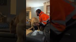 #funny#funnydogs#dog#pet #dogcat#dogshorts#doglover#funnyvideo#fypc