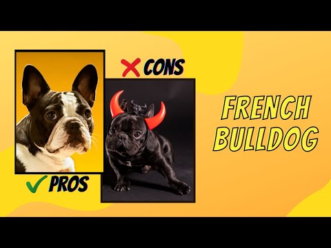 Pros And Cons Of Owning French Bulldog