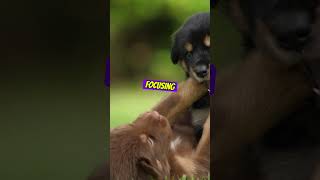 Millionaire Mindset 3.2 #millionairemindset #millionviews #dogvideos #motivated #storyofsuccess