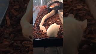Watch till the end!! #ballpythonsofinstagram #ballpythonmorphs #ballpython #ballpythons