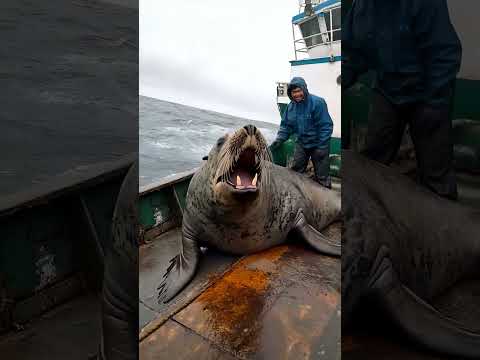 Giant Sea Monsters Caught by Fishermen! 🐙🎣#GiantSeaCreatures #FishingDiscoveries #OceanMysteries