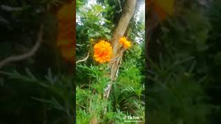 #viralvideo #trending #trendingshorts #flowers  #rain #india #miyanmar #world #china #pakistan #most