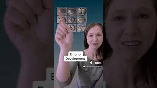 Human Embryo Development