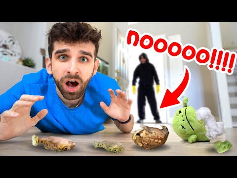 RIP. I Found My Lost Baby Pet Frogs and Fish... can I save them?