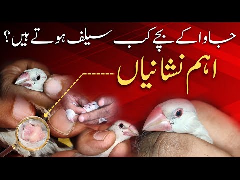 When are java chicks start eating self | Java kay bachay kab self hotayin hain