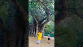 The majestic African Baobab tree ❤️ #trendingshorts #baobabtree