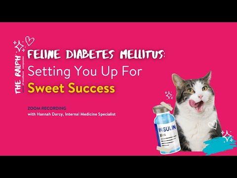 Feline Diabetes Mellitus: Setting You Up For Sweet Success