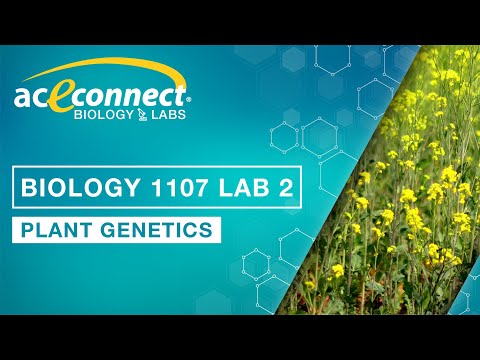 Biology 1107 Lab 2 || Plant Genetics