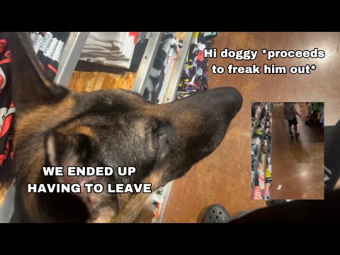 A kid SCARES my service dog in training.