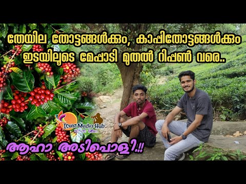 കാപ്പി തോട്ടങ്ങൾക്കും തേയിലതോട്ടങ്ങൾക്കും ഇടയിലൂടെ|Rippon|Places to visit in wayanad|Iconz Media Hub