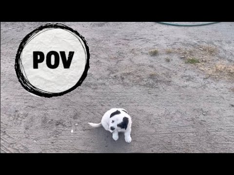IPhone on a puppy for a day💀