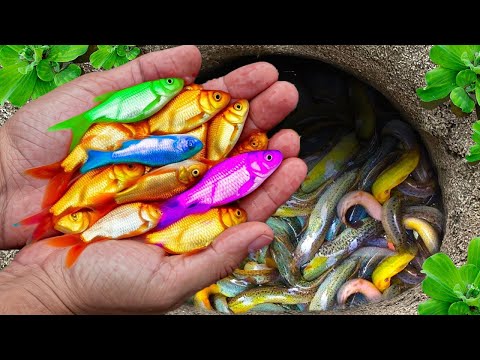 Catch Beautiful Aquarium Fish In Small Pond, Baby Turtle, Koi Fish, Cherry Fish, Flowerhorn Fish