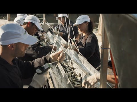 pHi-Tech for Aqua fish Vaccination System