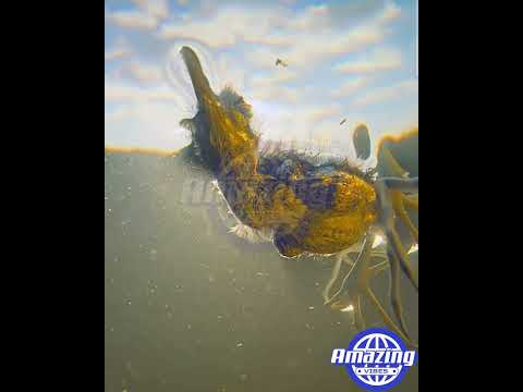 Amazing video | hunting video #mustwatch #mustwatchmoments #epicmoments #facts #incrediblemoments