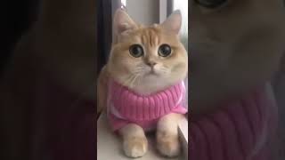 The Kitten(#thecontent)#shorts