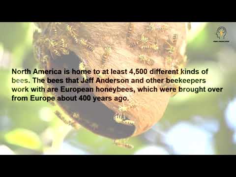 How Do People Depend On Bees  I  Practice your listening skills and expand your knowledge