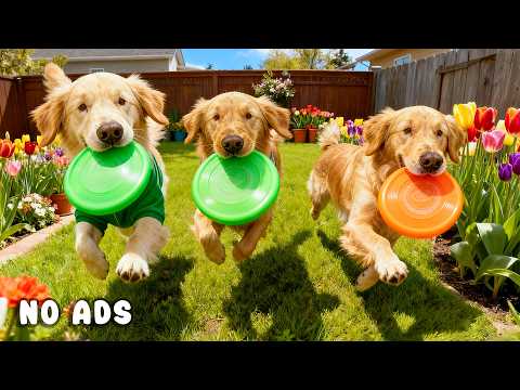 24 Hours of Dog TV for Dogs to Watch 🐕🎶 Stress Relief Music for Dogs & Gentle Relaxation 🌱🐾