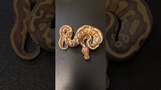GROWING🐍 #ballpython #explore #reptiles #ballpythonsnake #python #reels #snake #animals #fyp #new
