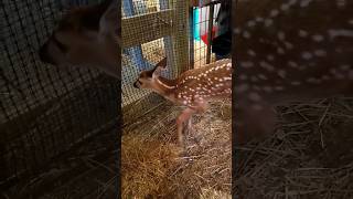 Baby Deer Zoomies | Hickory Haven Fawn Rescue #deer