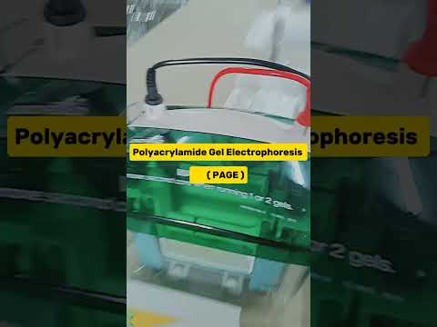 Electrophoresis | Polyacrylamide Gel Electrophoresis| PAGE | Agrose Gel Electrophoresis | AGE