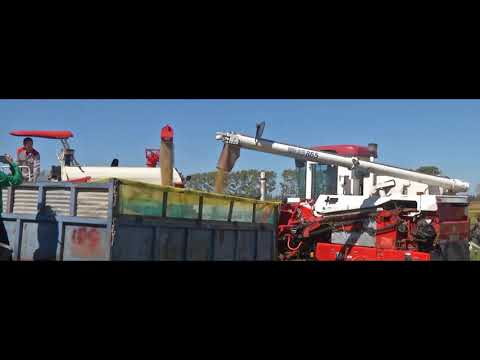 Organic rice protein planting base