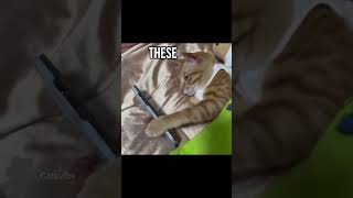 HARD TIMES 🗣️ #catcore #catcontent #catedits  #Shorts