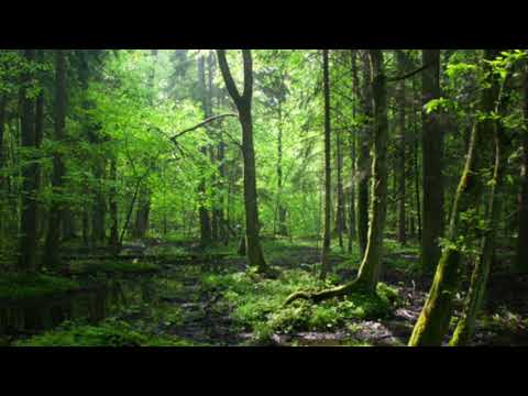 meditation forest